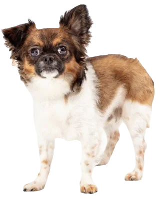 Chion Dog breed information in all topics