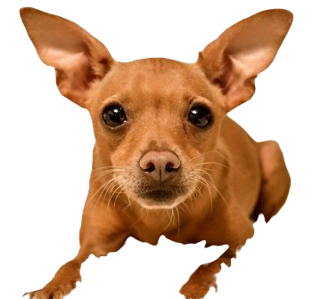Chipin Dog breed information in all topics