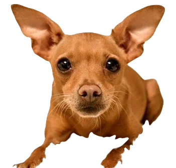 Chipin Dog breed information in all topics