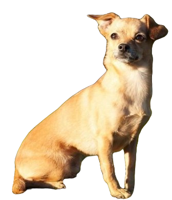 Chiweenie Dog breed information in all topics