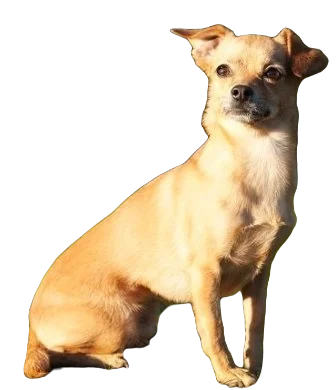 Chiweenie Dog breed information in all topics