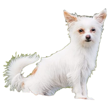 Chorkie Dog breed information in all topics