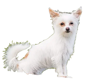 Chorkie Dog breed information in all topics