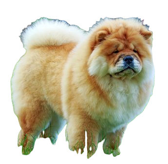 Chow Chow Dog breed information in all topics