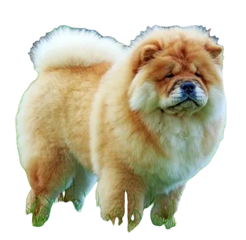 Chow Chow Dog breed information in all topics