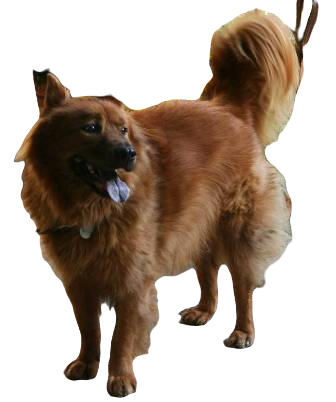 Chow Shepherd Dog breed information in all topics