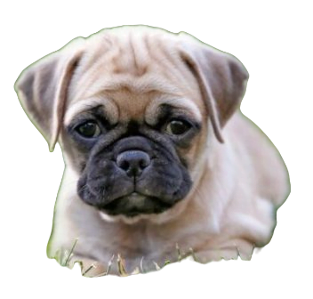 Chug Dog breed information in all topics