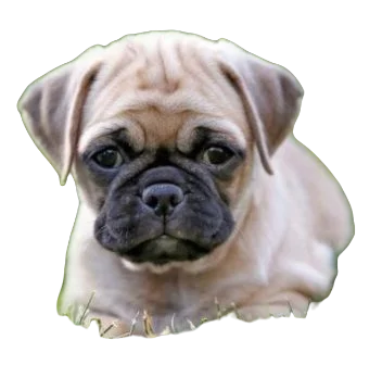 Chug Dog breed information in all topics