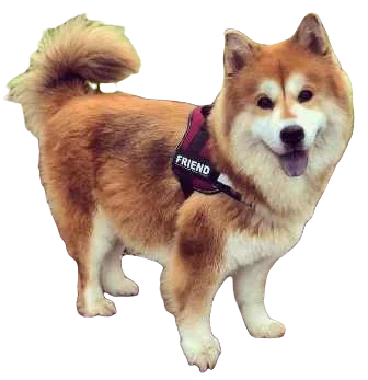 Chusky Dog breed information in all topics