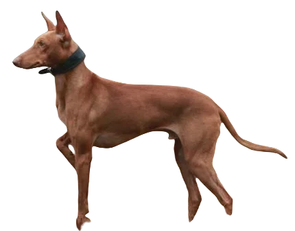 Cirneco dell'Etna Dog breed information in all topics