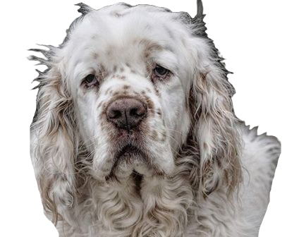 Clumber Spaniel Dog breed information in all topics