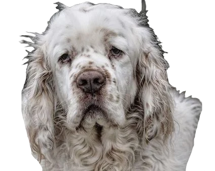 Clumber Spaniel Dog breed information in all topics