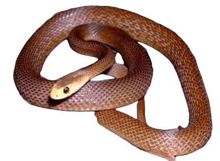 Coastal taipan snake information in all topics