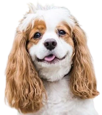 Cockalier Dog breed information in all topics