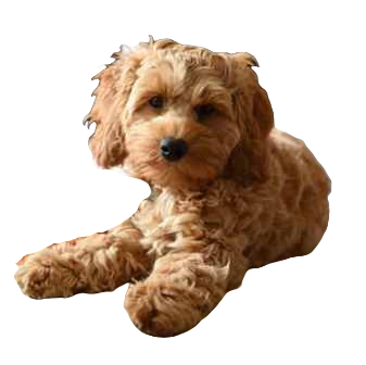 Cockapoo Dog breed information in all topics