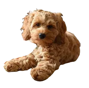 Cockapoo Dog breed information in all topics