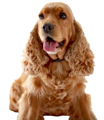 Cocker Spaniel Dog breed information in all topics