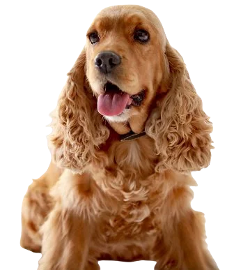 Cocker Spaniel Dog breed information in all topics