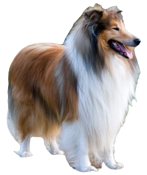 Collie Dog breed information in all topics