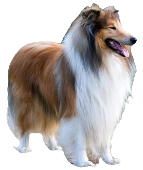 Collie Dog breed information in all topics
