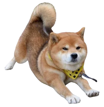 Corgi Inu Dog breed information in all topics