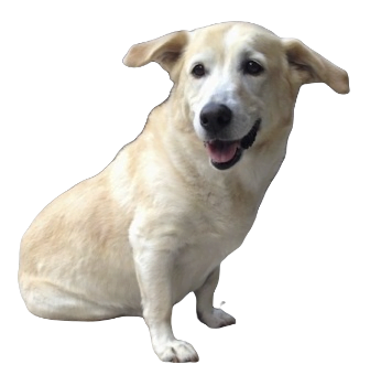 Corgidor Dog breed information in all topics