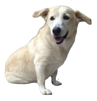 Corgidor Dog breed information in all topics