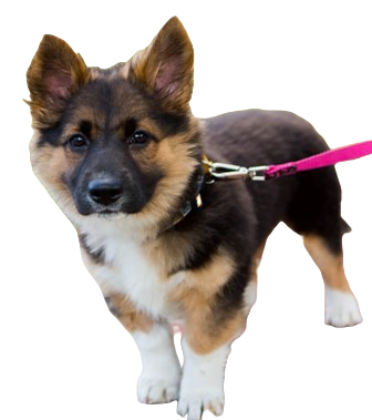 Corman Shepherd Dog breed information in all topics