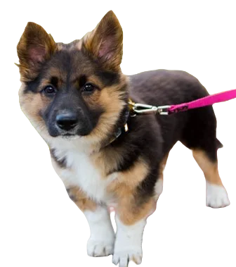 Corman Shepherd Dog breed information in all topics