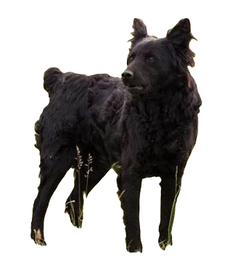 Croatian Sheep Dog breed information in all topics