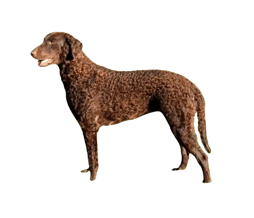 Curly Coated Retriever Dog breed information in all topics