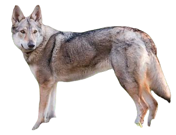 Czechoslovakian Vlcak Dog breed information in all topics