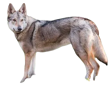 Czechoslovakian Vlcak Dog breed information in all topics