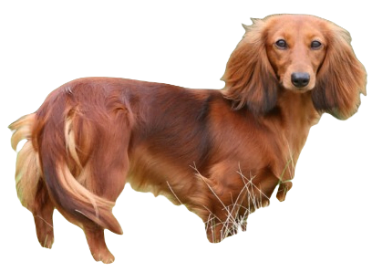 Dachshund Dog breed information in all topics