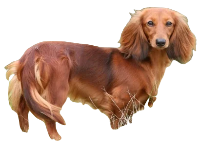 Dachshund Dog breed information in all topics