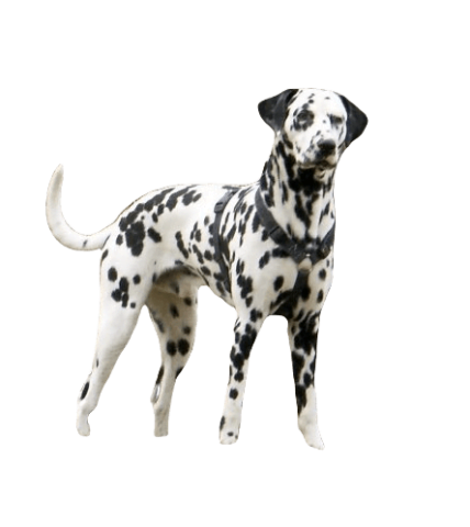Dalmatian Dog breed information in all topics