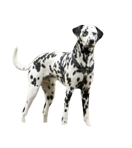 Dalmatian Dog breed information in all topics