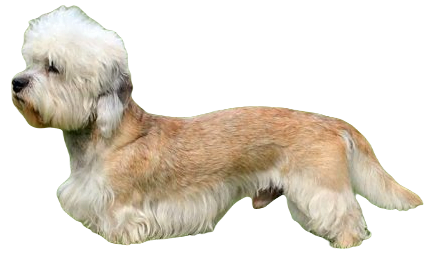 Dandie Dinmont Terrier Dog breed information in all topics