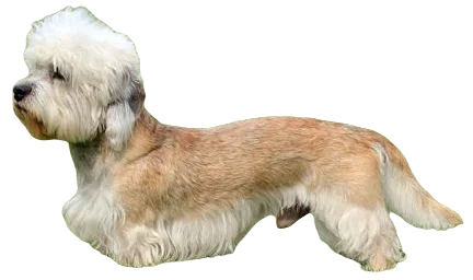 Dandie Dinmont Terrier Dog breed information in all topics