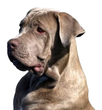 Daniff Dog breed information in all topics