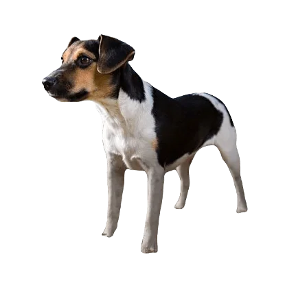 Danish Swedish Farm Dog breed information in all topics