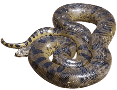 Dark Spotted Anaconda Snakes information in all topics