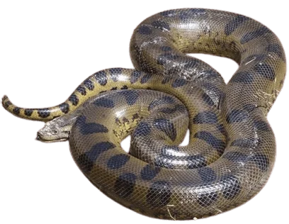 Dark Spotted Anaconda Snakes information in all topics
