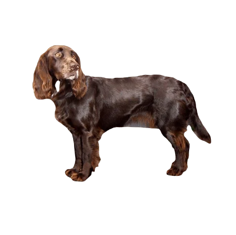 Deutscher Wachtelhund Dog breed information in all topics