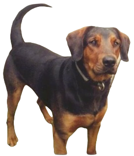 Doberdor Dog breed information in all topics
