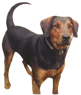 Doberdor Dog breed information in all topics