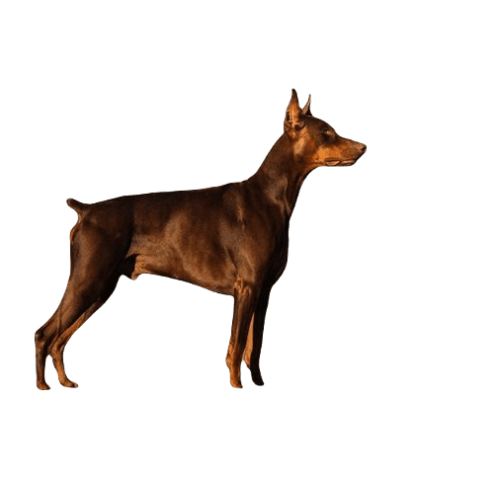 Doberman Pinscher Dog breed information in all topics