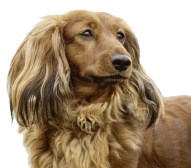 Docker Dog breed information in all topics