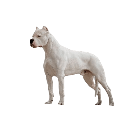 Dogo Argentino Dog breed information in all topics