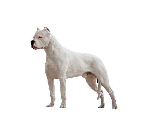 Dogo Argentino Dog breed information in all topics